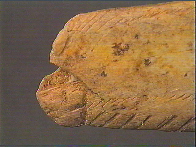 Contour découpé, os hyoïde_6