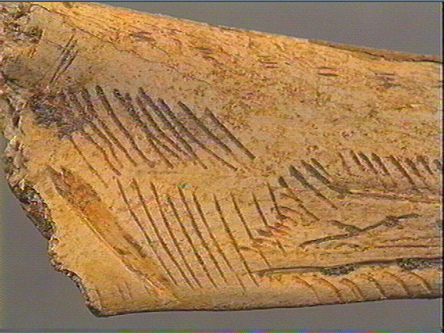 Contour découpé, os hyoïde_3