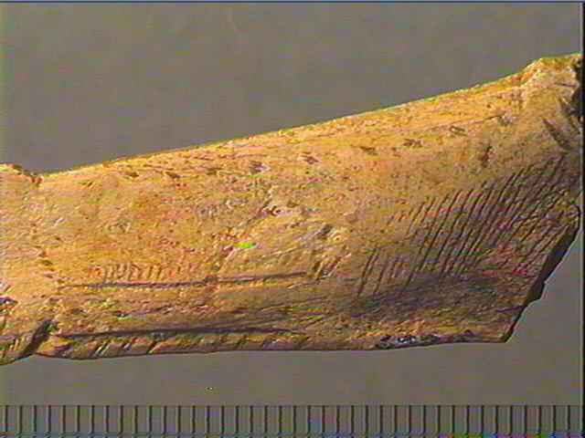 Contour découpé, os hyoïde_5