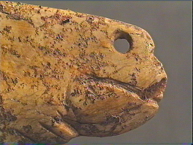Contour découpé, os hyoïde_4