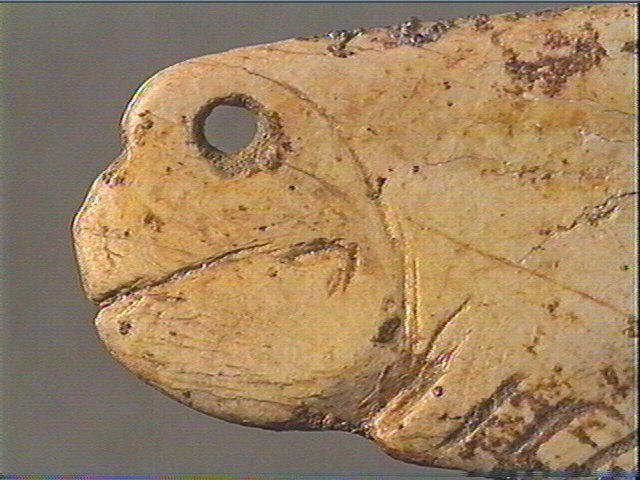 Contour découpé, os hyoïde_6