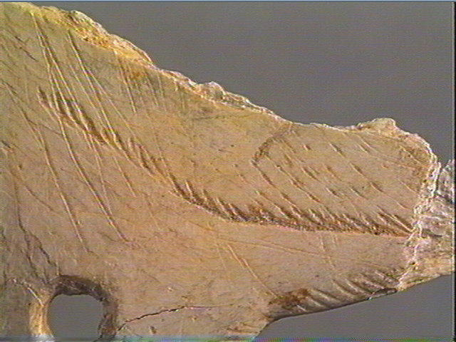 Contour découpé_3