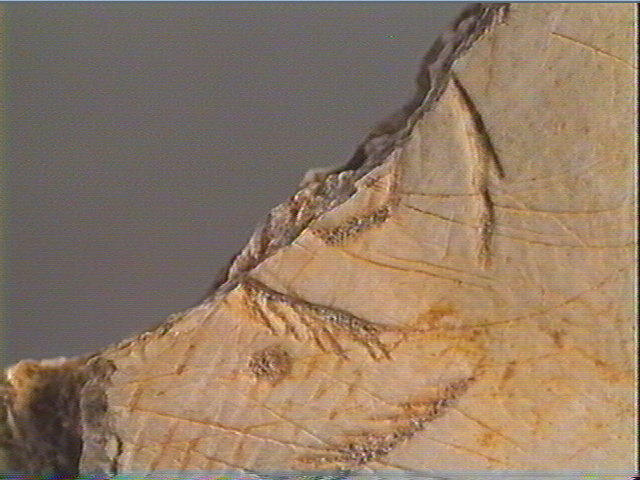 Contour découpé_4