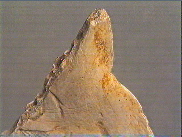 Contour découpé_6
