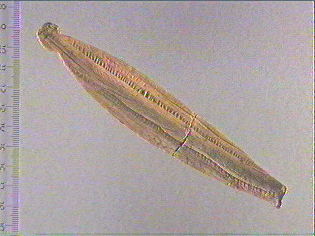 Objet indéterminé_0