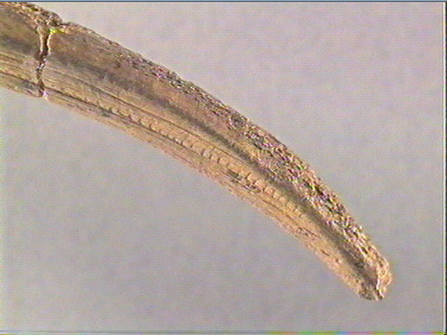 Objet indéterminé_6
