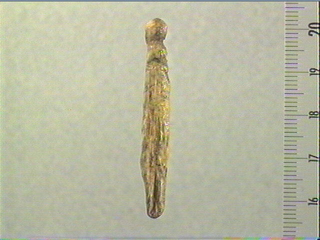 L'ébauche de poupée_0
