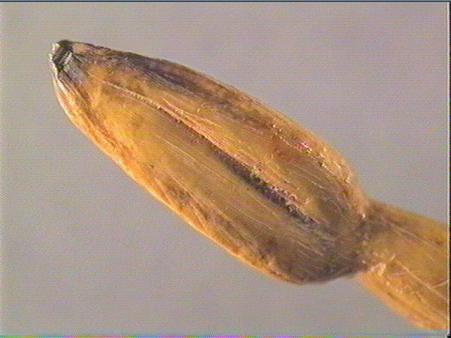 Pendeloque_4