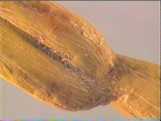 Pendeloque_5