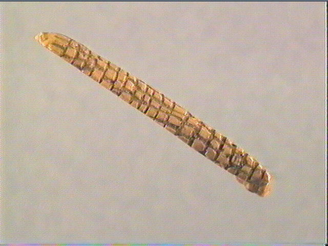 Pendeloque, baguette_1