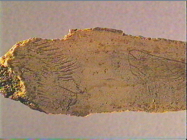 Côte_5