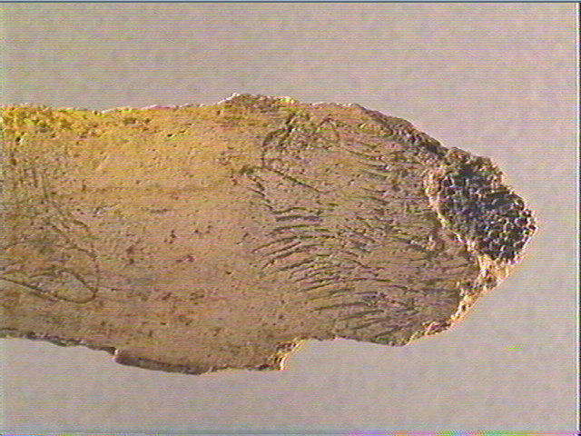 Côte_6
