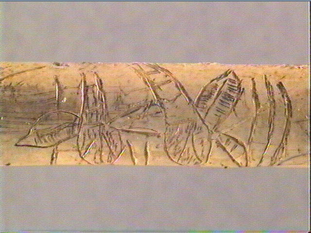 Os indéterminé (oiseau)_1
