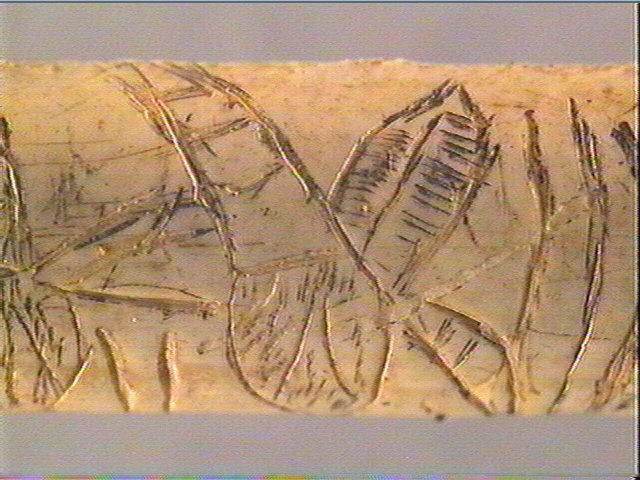 Os indéterminé (oiseau)_2