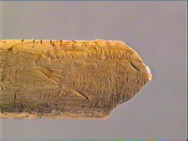 Os indéterminé (oiseau)_6