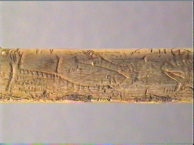 Os indéterminé (oiseau)_4