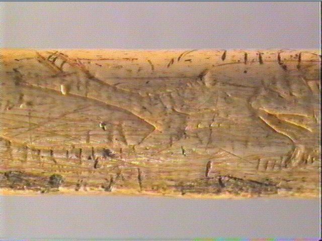 Os indéterminé (oiseau)_5