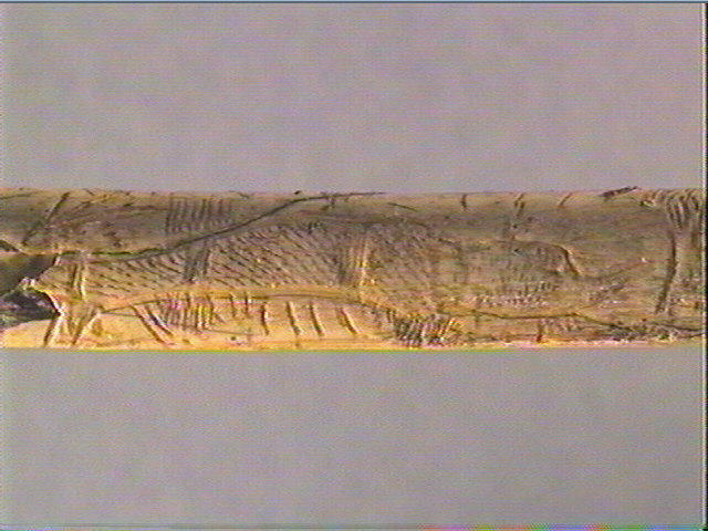 Os indéterminé (oiseau)_3