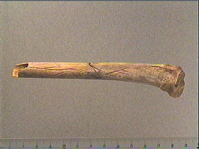 Tube, os indéterminé (oiseau)_0