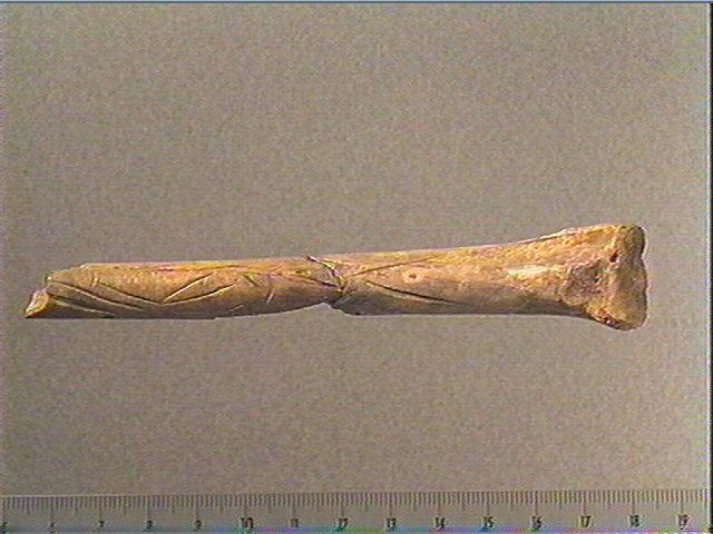 Tube, os indéterminé (oiseau)_1