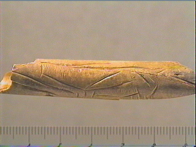 Tube, os indéterminé (oiseau)_2