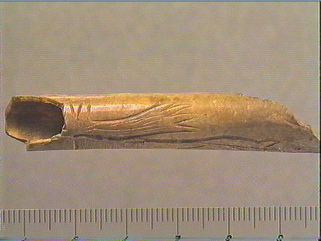 Tube, os indéterminé (oiseau)_3