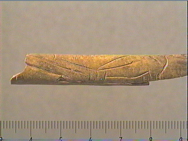 Tube, os indéterminé (oiseau)_4