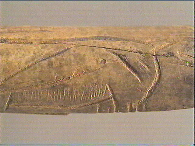 Tube, os indéterminé (oiseau)_5