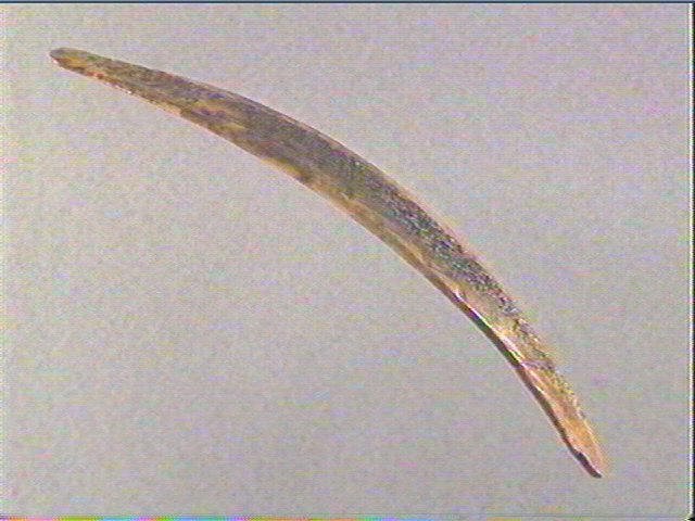 Pendeloque_1