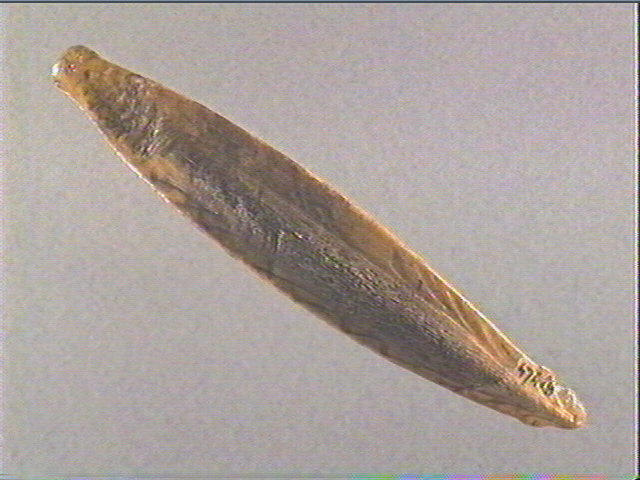 Pendeloque_2
