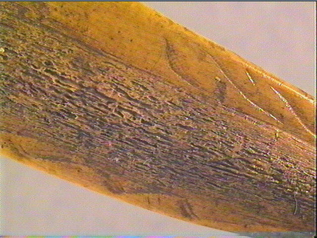 Pendeloque_3