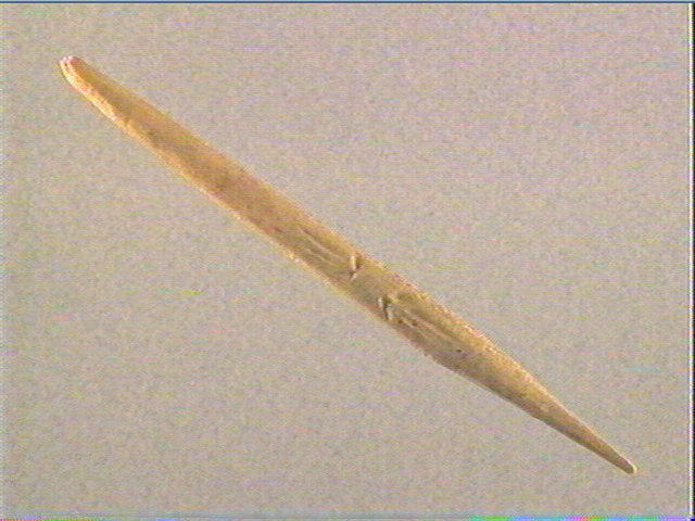 Sagaie (à biseau double)_1