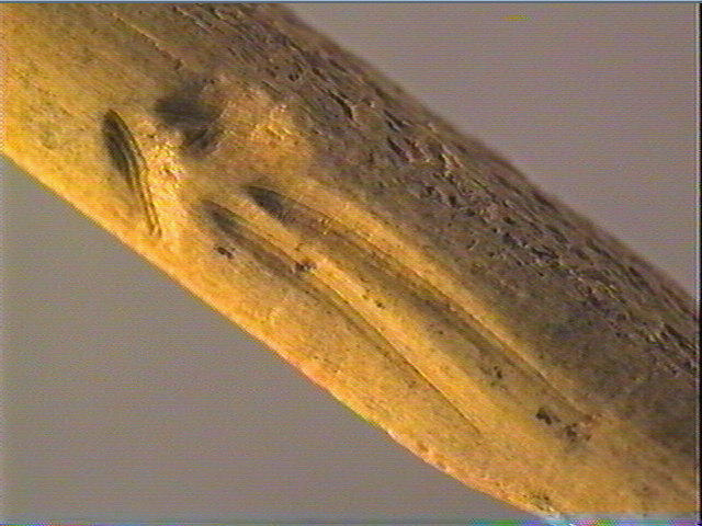Sagaie (à biseau double)_6