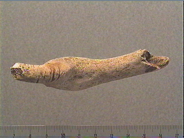 Bois de cervidé (?, fragment)_2