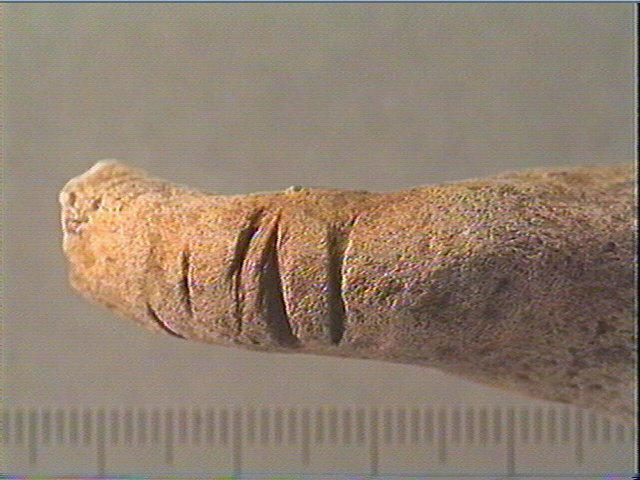 Bois de cervidé (?, fragment)_3