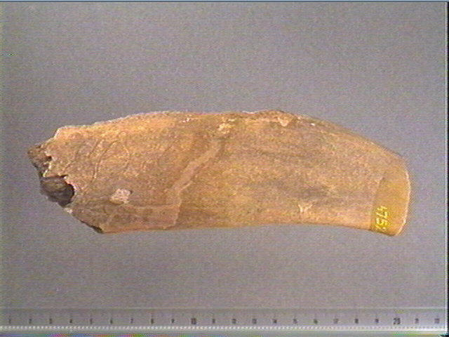 Andouiller (renne)_0