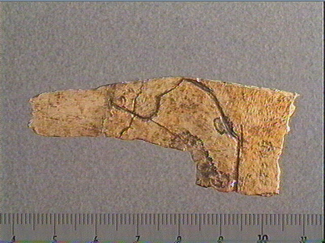 Scapula_0