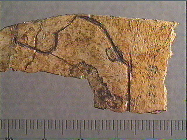 Scapula_3