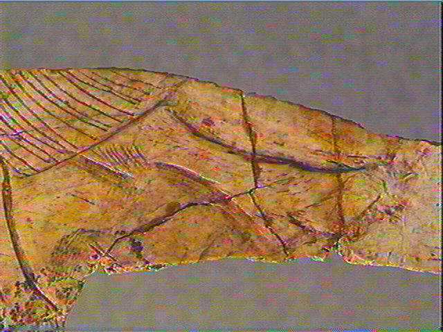 Scapula_5