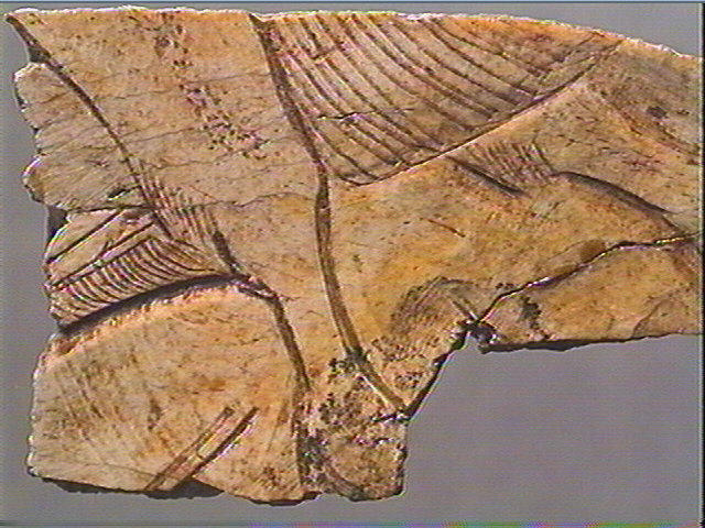 Scapula_6