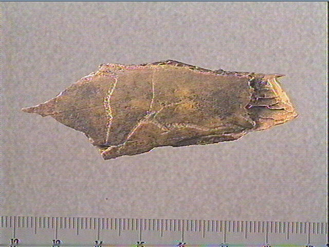 Côte_0