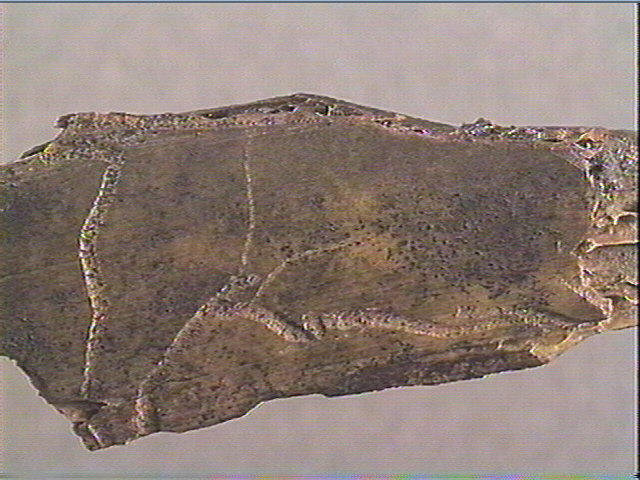 Côte_2