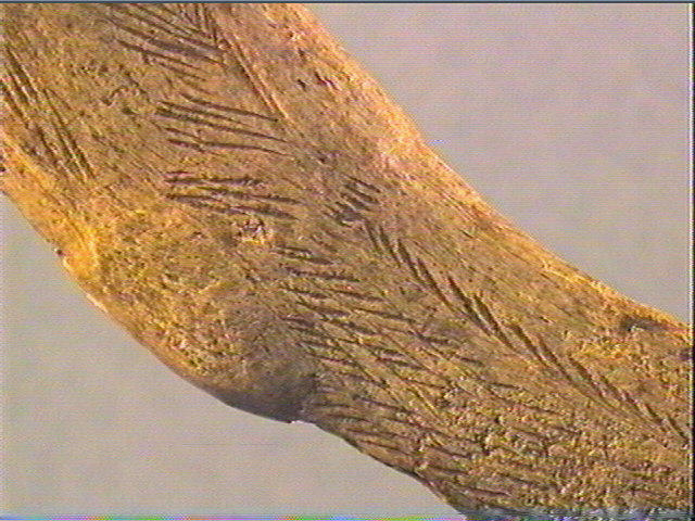 Bâton_6