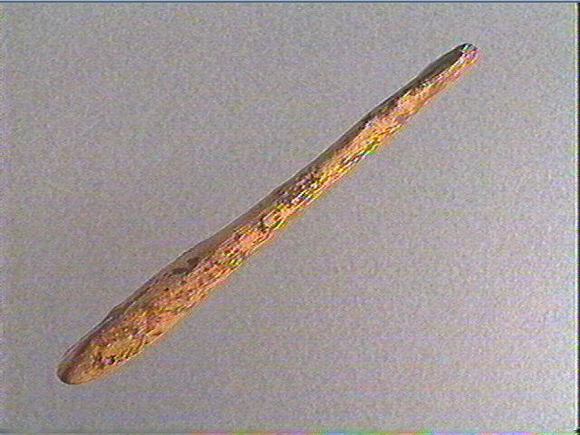 Andouiller (renne)_1