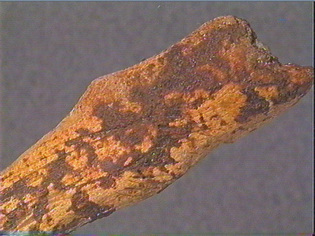 Andouiller (renne)_4