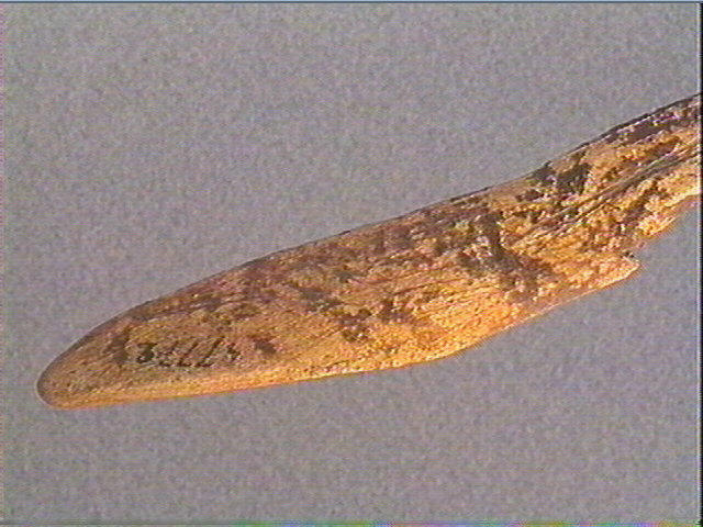 Andouiller (renne)_6