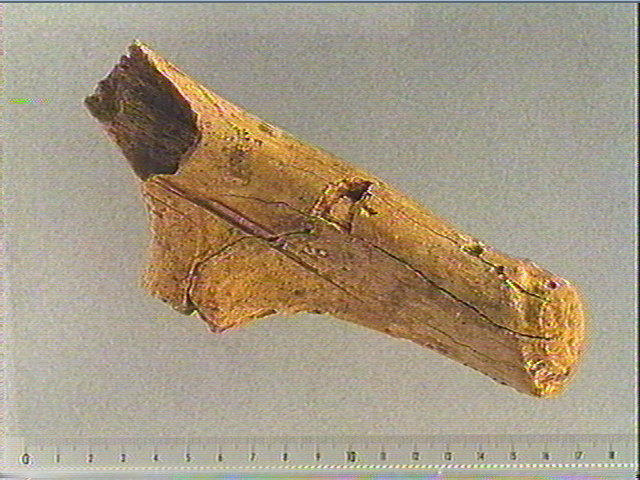 Merrain (renne)_2