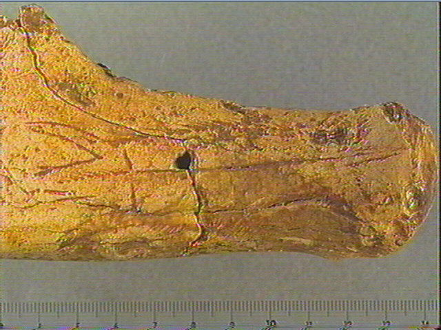 Merrain (renne)_3