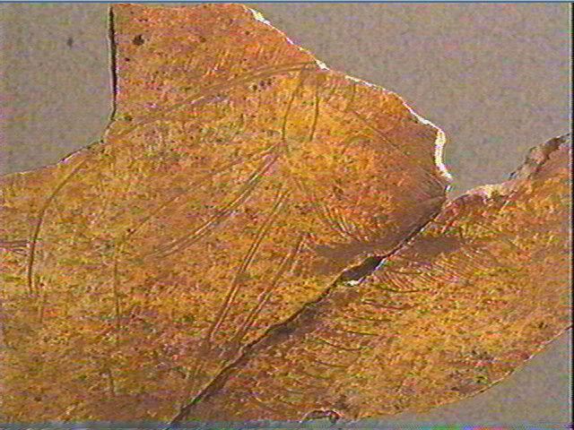 Os crânien_3