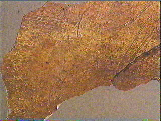 Os crânien_4